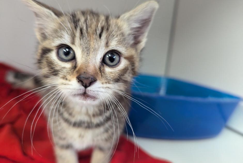Fundmeldung Katze Weiblich Vitré Frankreich