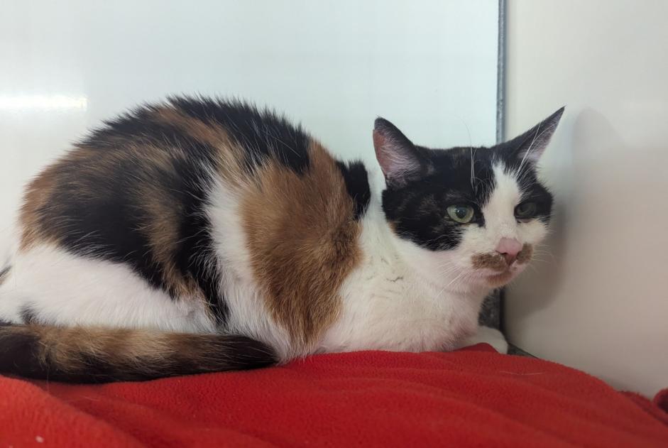 Discovery alert Cat Female Vitré France