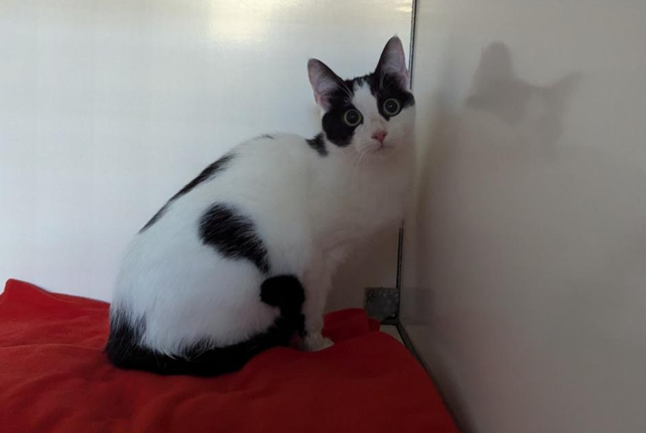 Discovery alert Cat  Female Vitré France