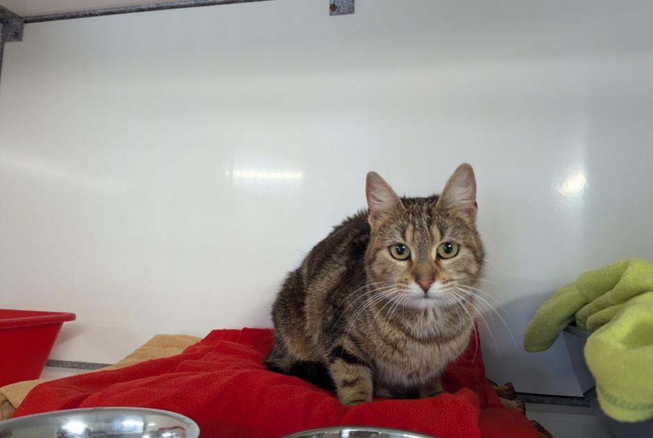 Discovery alert Cat Female Vitré France