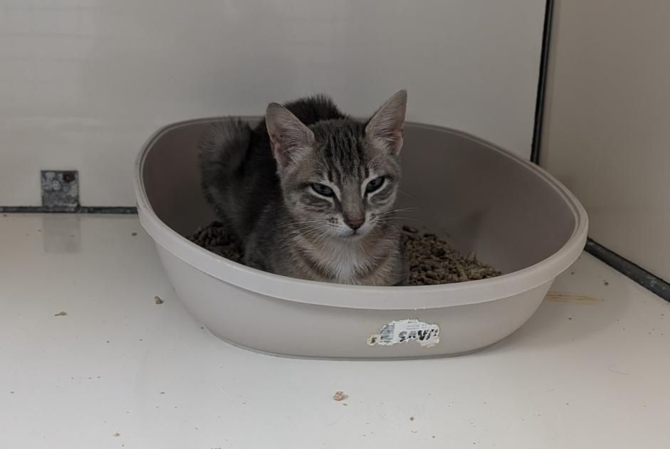 Discovery alert Cat  Female La Guerche-de-Bretagne France