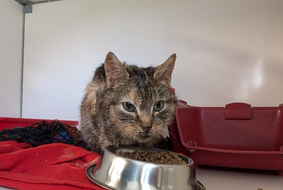 Discovery alert Cat  Female Argentré-du-Plessis France