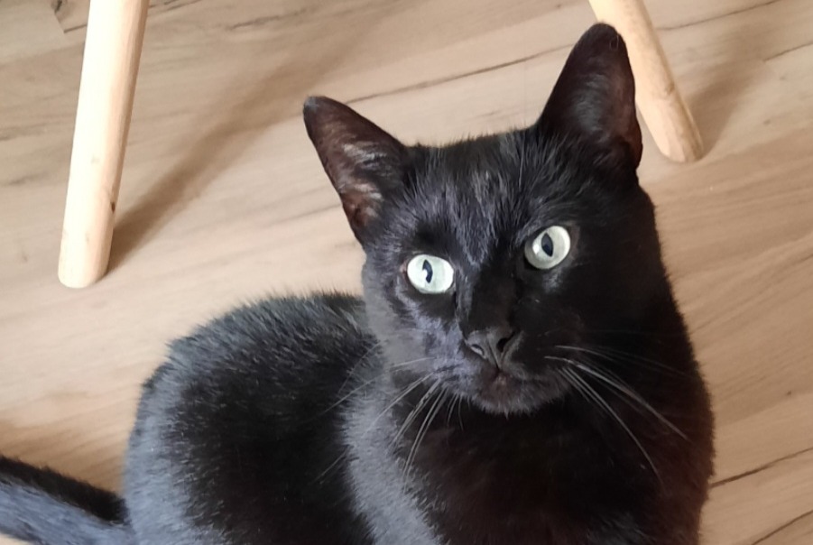 Disappearance alert Cat Male , 6 years Dol-de-Bretagne France
