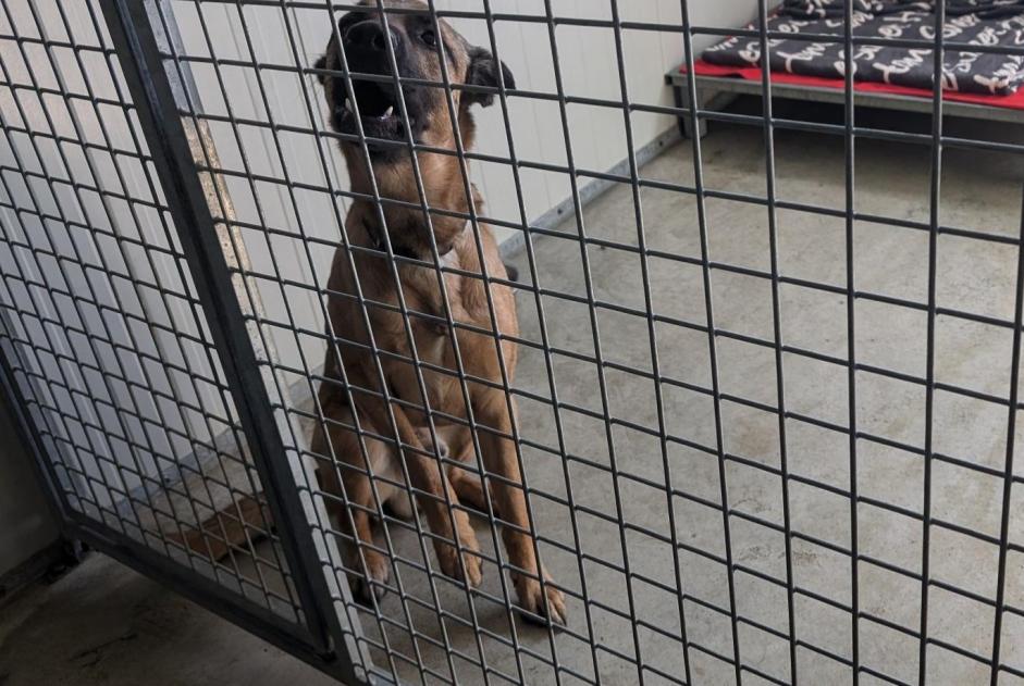 Discovery alert Dog Male Vitré France Discovery alert Dog Male Vitré France