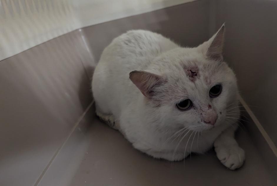 Alerta de Hallazgo Gato Macho Châteaubourg Francia