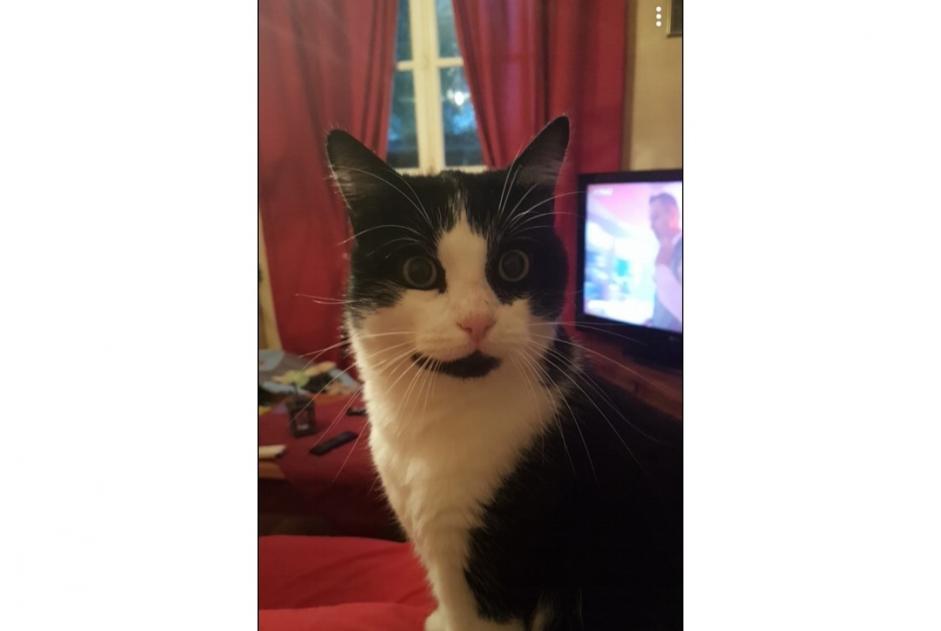 Alerte Disparition Chat Mâle , 11 ans Saint-Germain-la-Blanche-Herbe France Alerte Disparition Chat Mâle , 11 ans Saint-Germain-la-Blanche-Herbe France