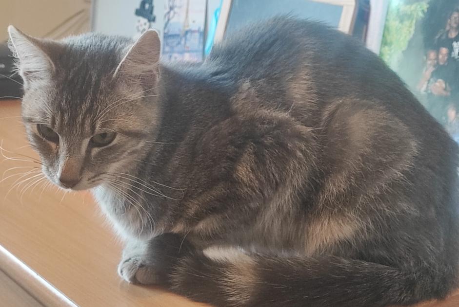 Alerta descoberta Gato Macho Paimpont France Alerta descoberta Gato Macho Paimpont France